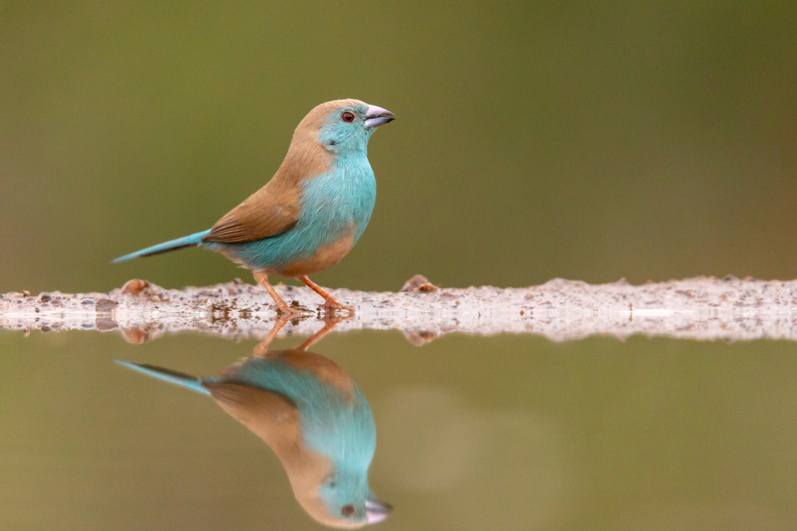 image Southern Cordonbleu